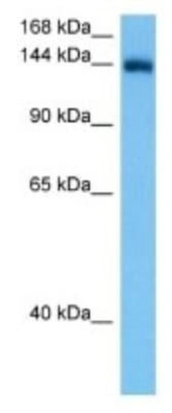 CNTNAP5B Rabbit anti-Mouse, Polyclonal, Novus Biologicals 100 &mu;g; Unconjugated:Antibodies,